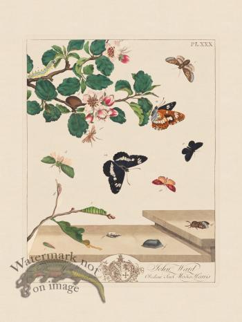 Moses Harris Insects 30